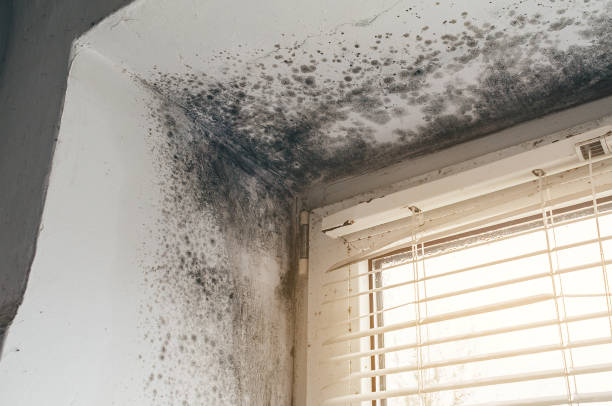 Affordable Attic Mold Remediation solutions in Columbia, MD
